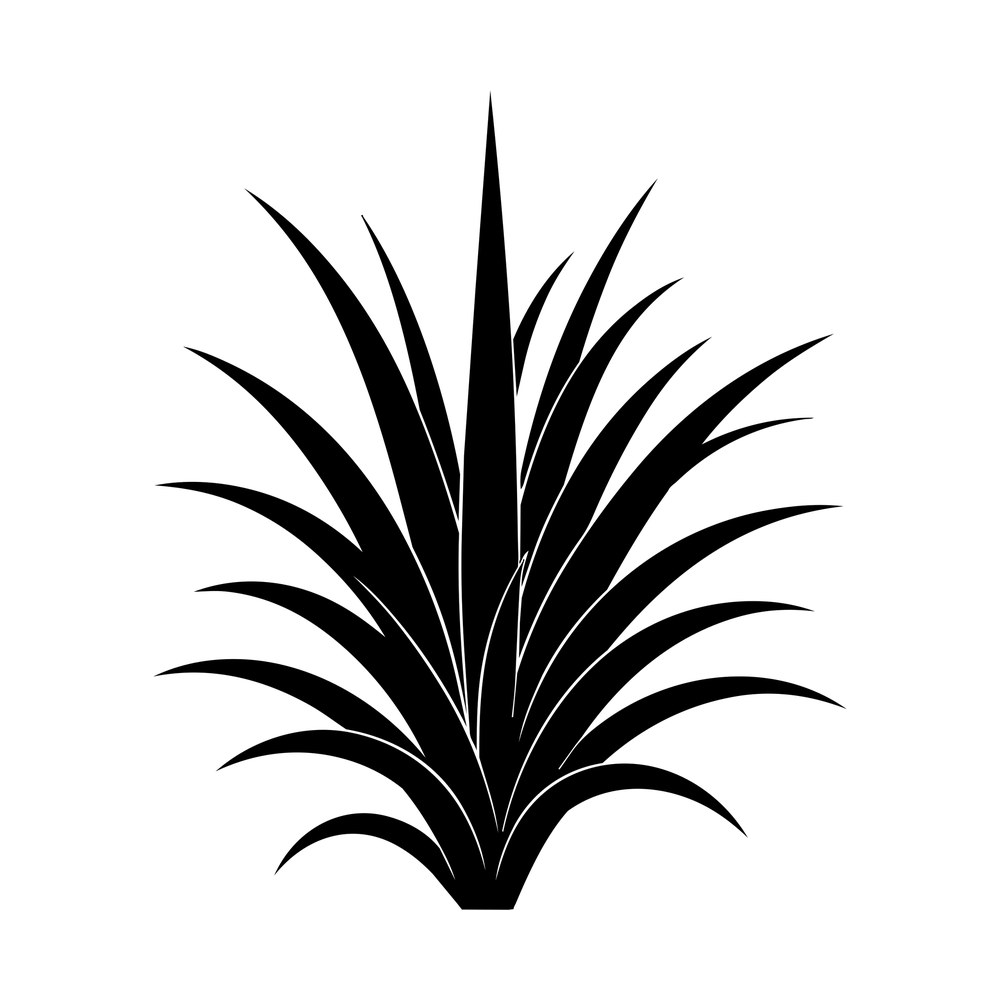 Black silhouette of a spiky air plant with long thin arching leaves fanning from a base
