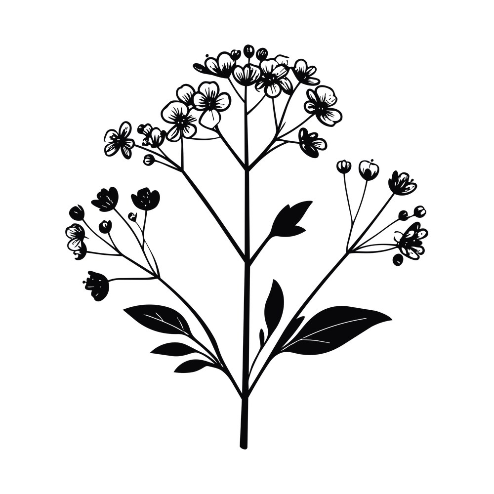 Hand-drawn baby's breath stem with clusters of small flowers, buds and leaves in black