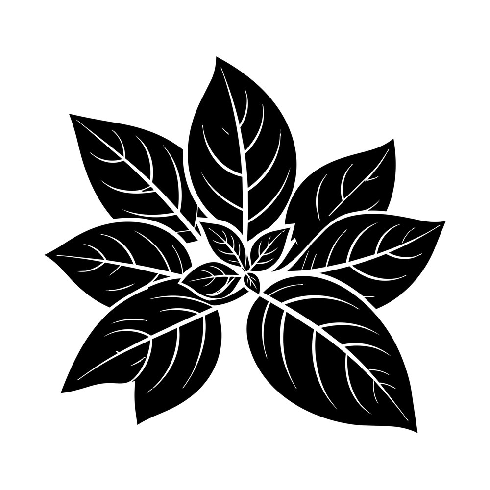 Black basil plant with seven veined leaves fanning out from a central point in a rosette