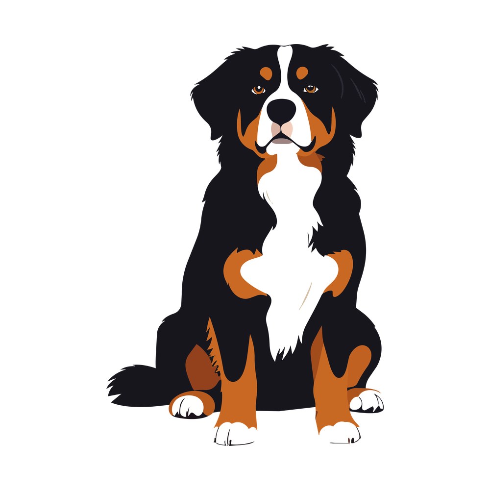 Bernese mountain dog sitting front-on with black, rust and white coat and white paws