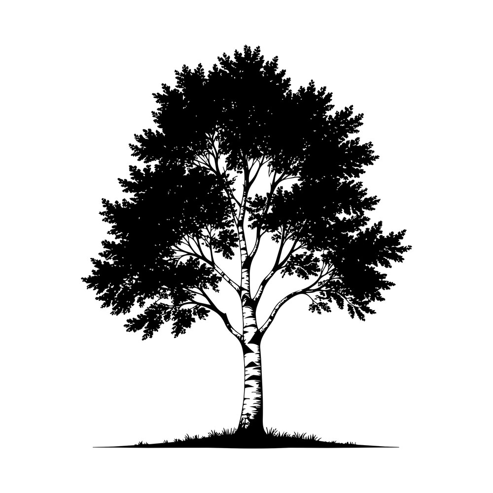 Black silhouette of a birch tree with striped trunk, leafy crown and grass at its base