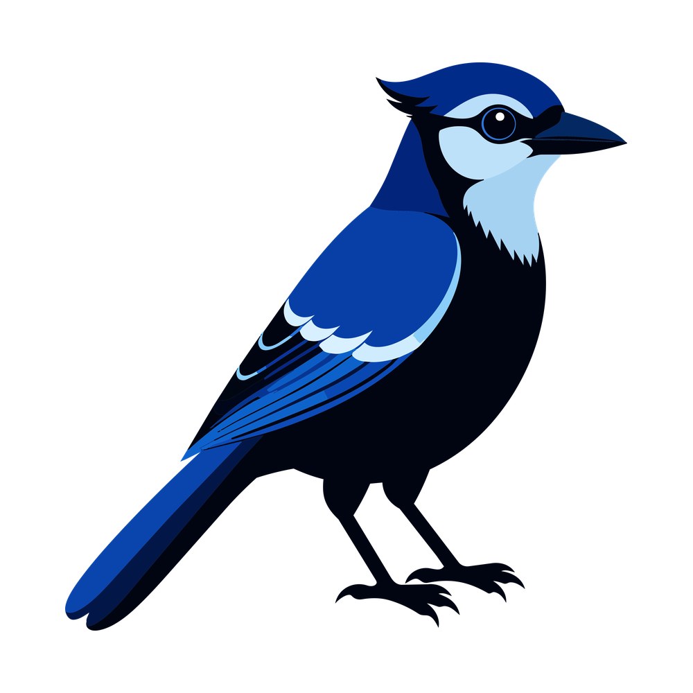 Blue jay standing in profile with raised crest, cobalt wings, white wing bars and long tail