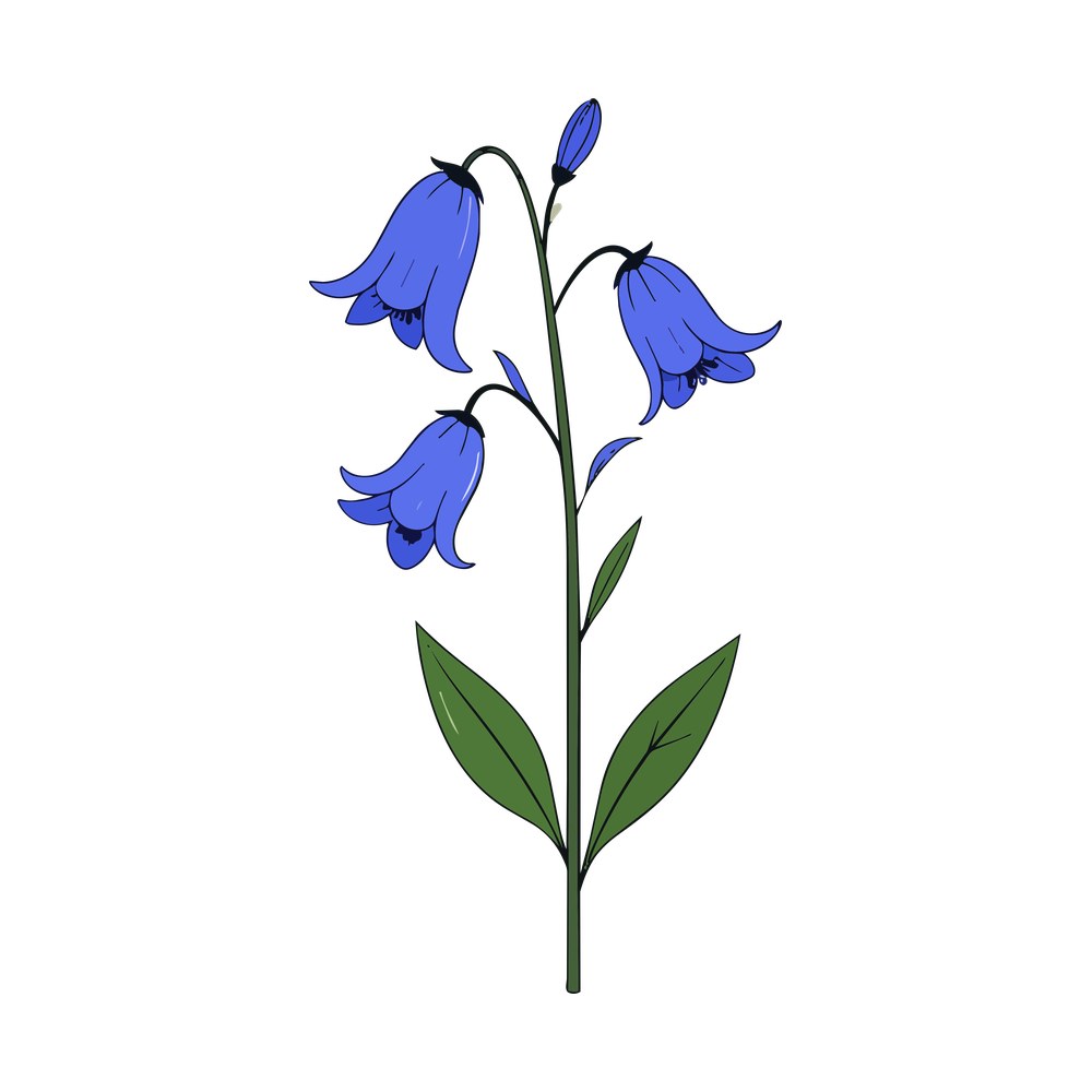 Hand-drawn bluebell stem with three periwinkle bell flowers, a bud and green leaves