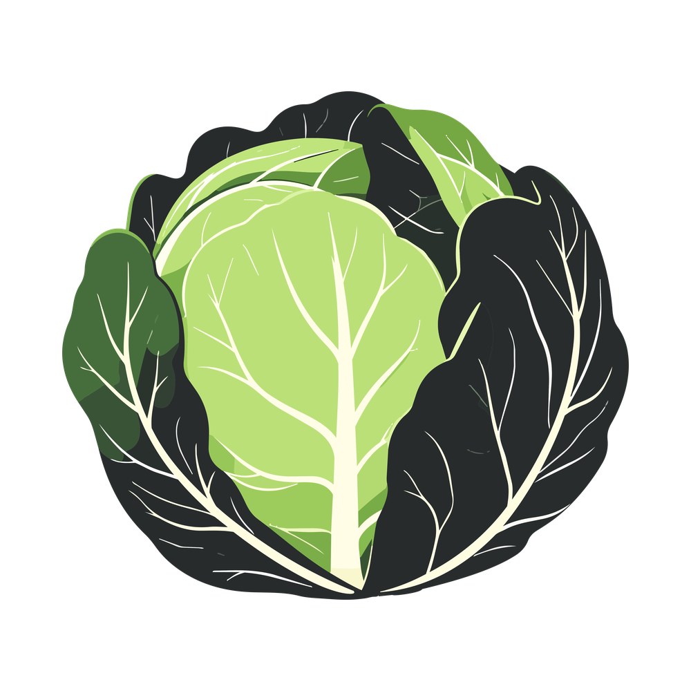 Illustrated cabbage head, pale green veined heart leaf inside dark ruffled outer leaves