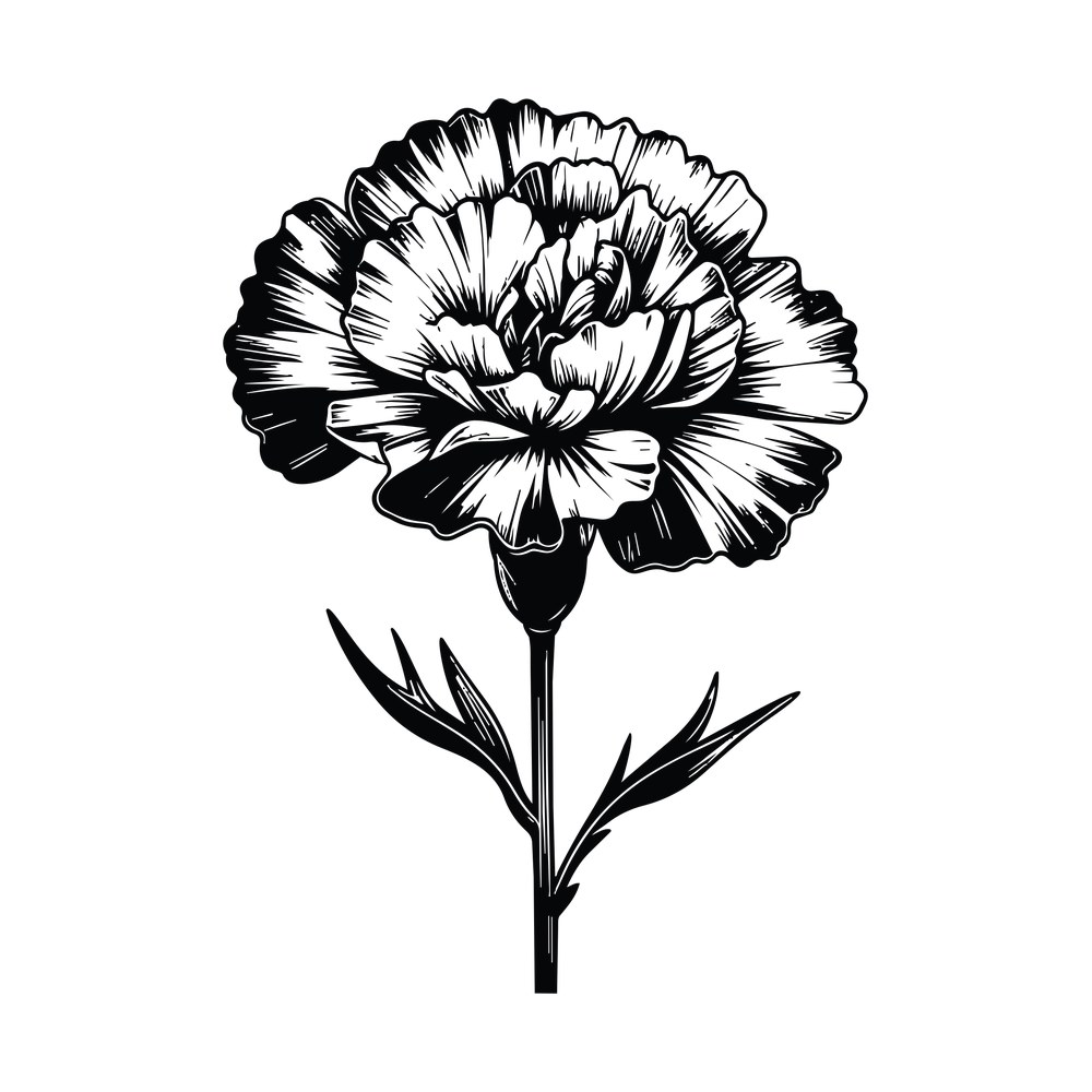 Line art carnation flower with ruffled petals, hatched shading, stem and narrow leaves