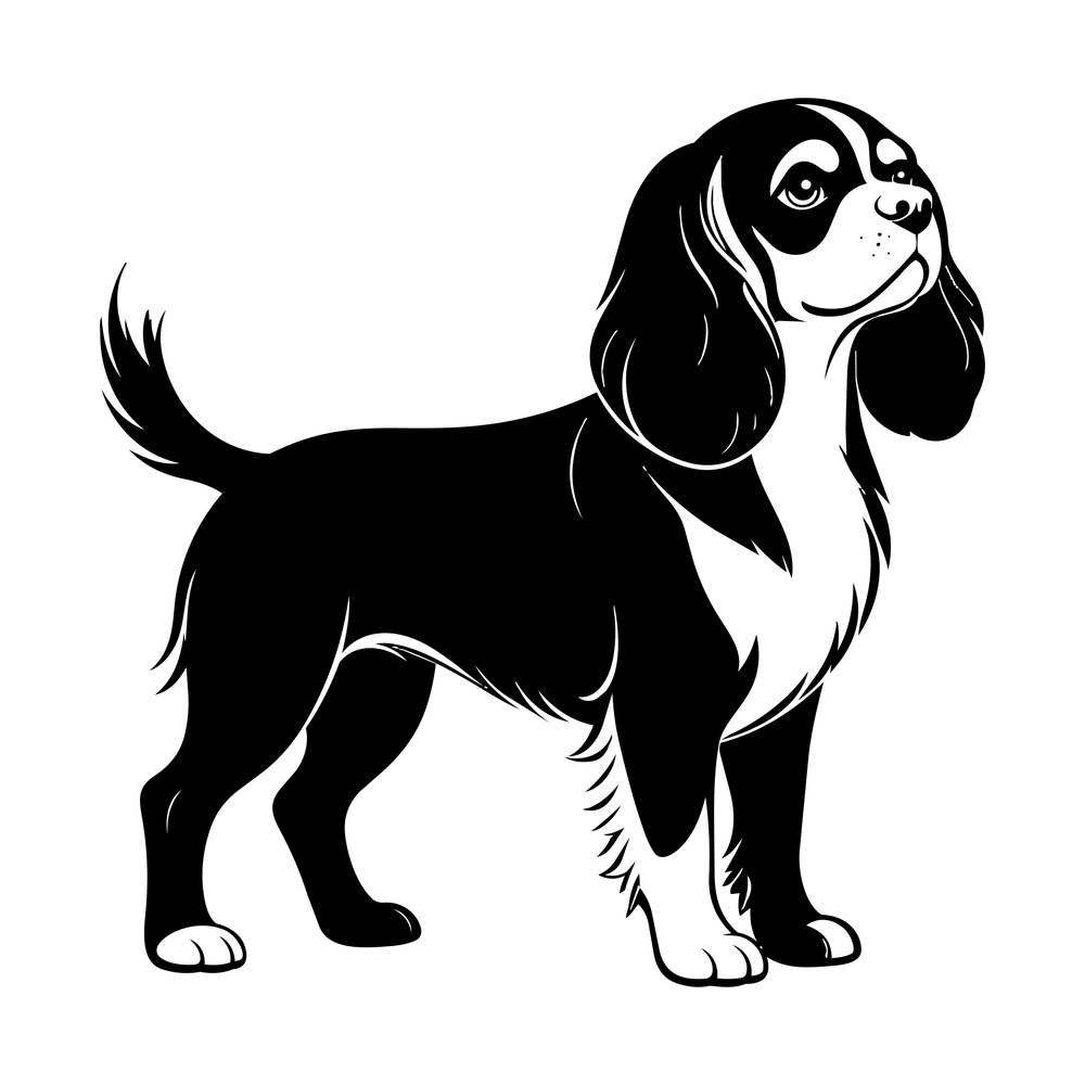 Black and white Cavalier King Charles Spaniel standing in profile with long ears and plumed tail