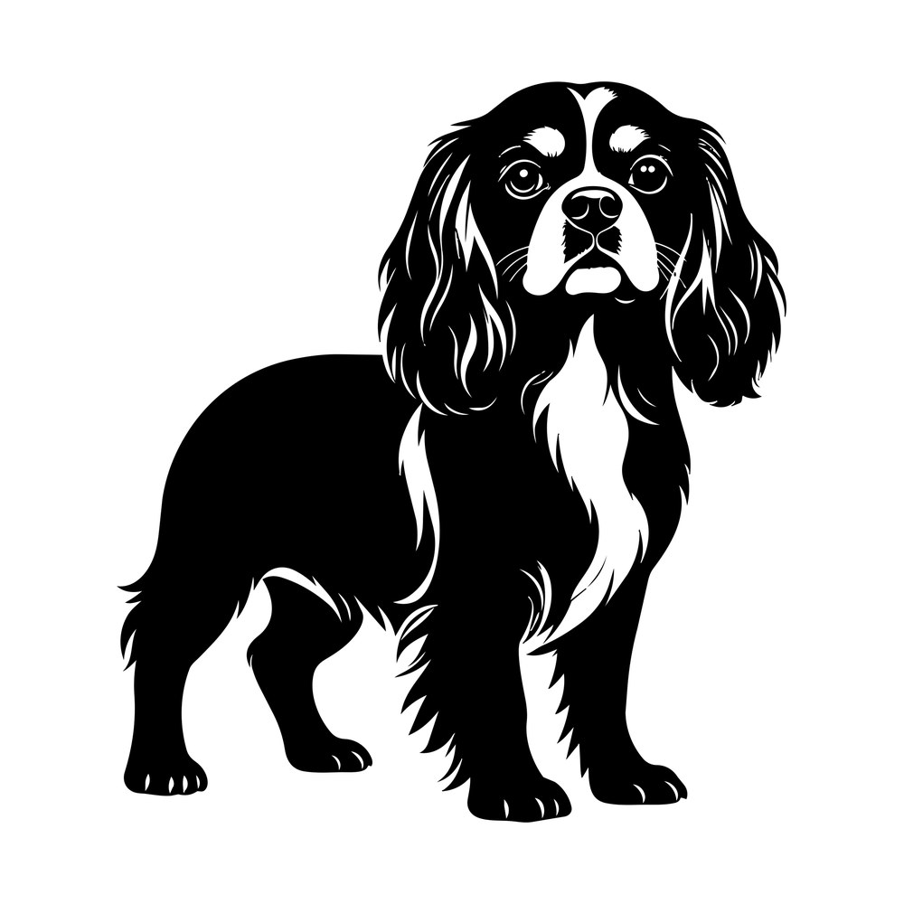 Black and white cut file of a Cavalier spaniel standing with feathered ears, blaze and chest ruff