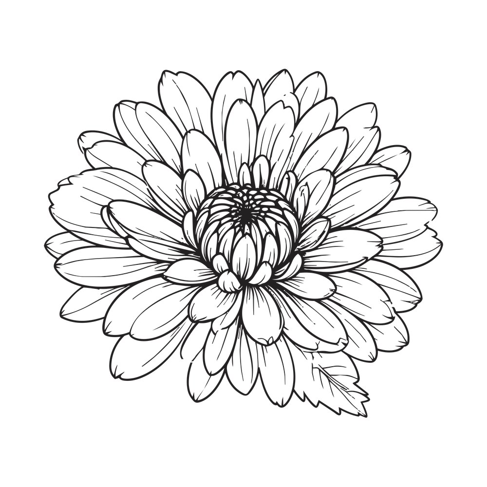 Chrysanthemum Line SVG cut file – SVG, PNG, DXF