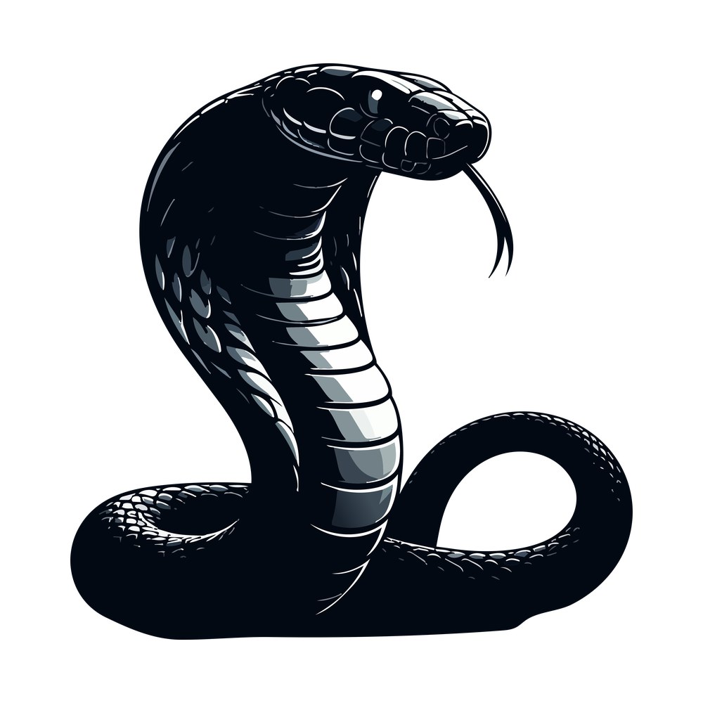 Rearing black cobra with flared hood, gray belly scales and forked tongue