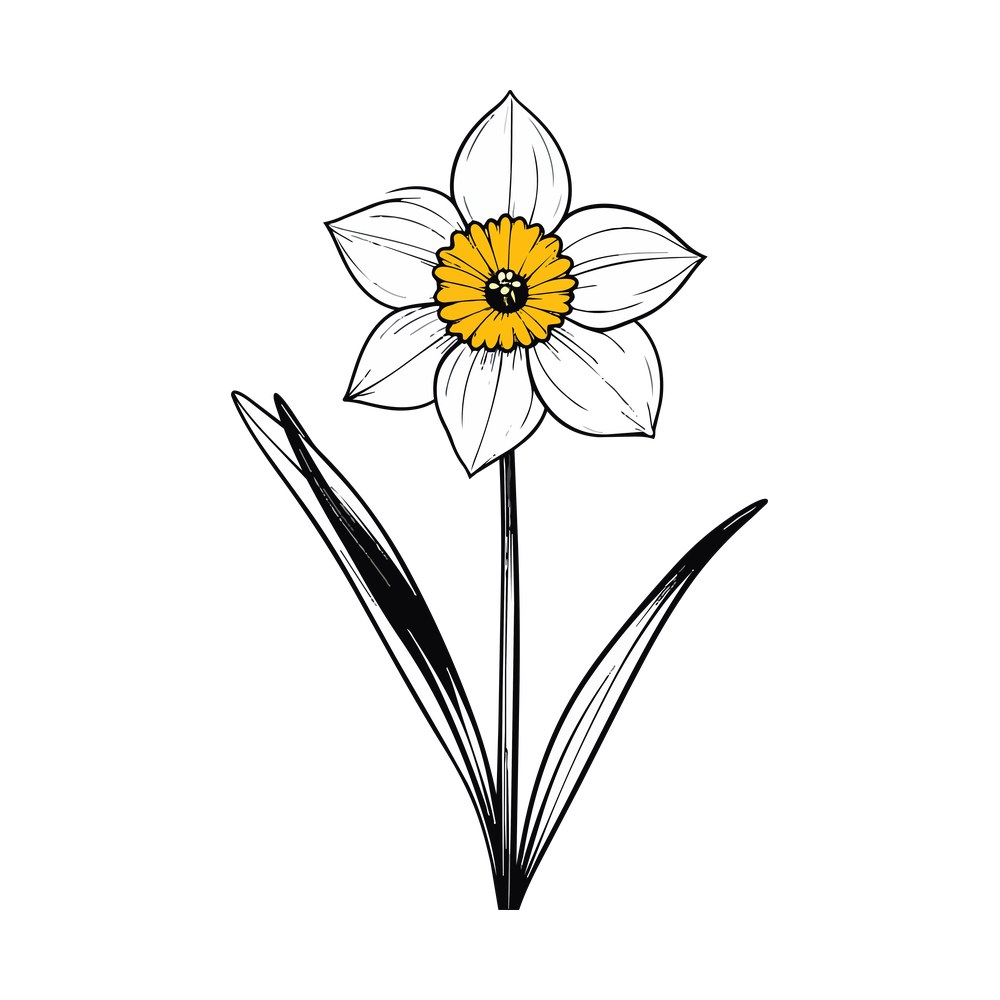 Line art daffodil with white veined petals, yellow ruffled center, long stem and three leaves