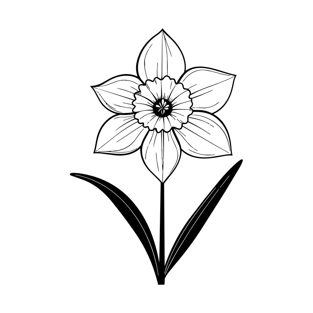 Line-drawn narcissus flower with six veined petals, ruffled center cup, stem and two long leaves