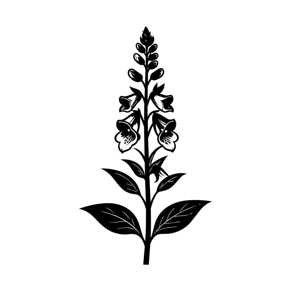 Black silhouette of a foxglove stem with bell-shaped flowers, a bud spike and large veined leaves