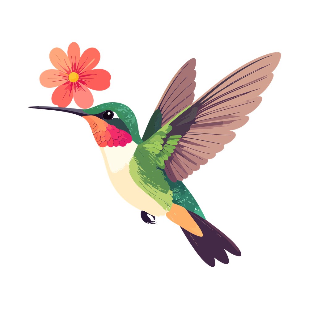 Green hummingbird hovering with wings raised, beak touching a coral daisy flower