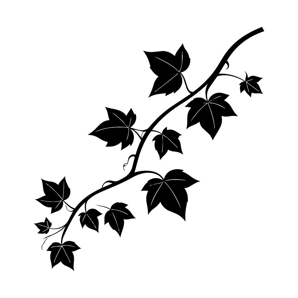 Ivy vine cut file with ten pointed leaves, curling tendrils and thin veins along a diagonal branch