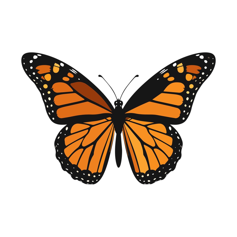 Monarch butterfly seen from above with orange wing panels, black veins and white spotted borders