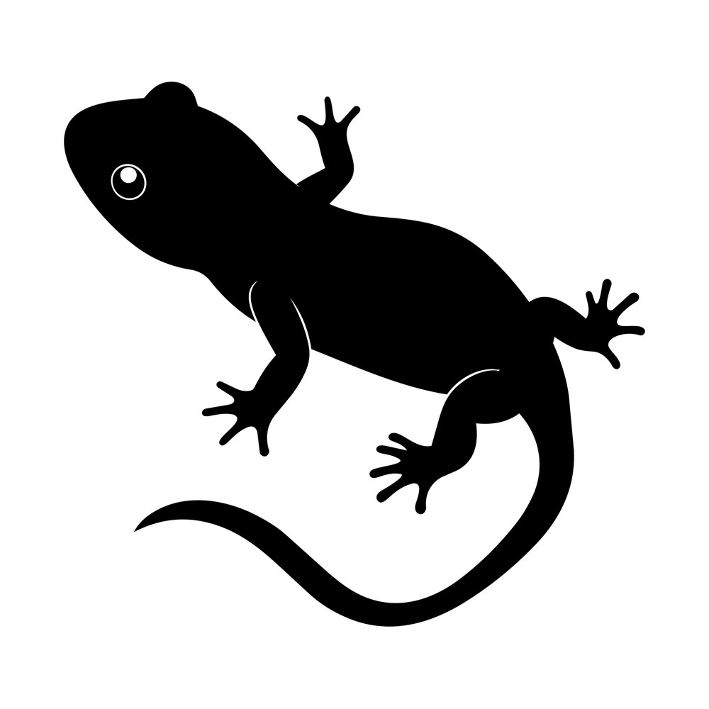 Black silhouette of a newt from above with splayed toes and a long curving tail