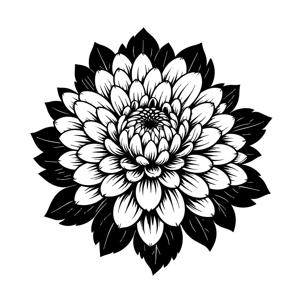 Detailed black and white chrysanthemum flower with layered petals and pointed leaves
