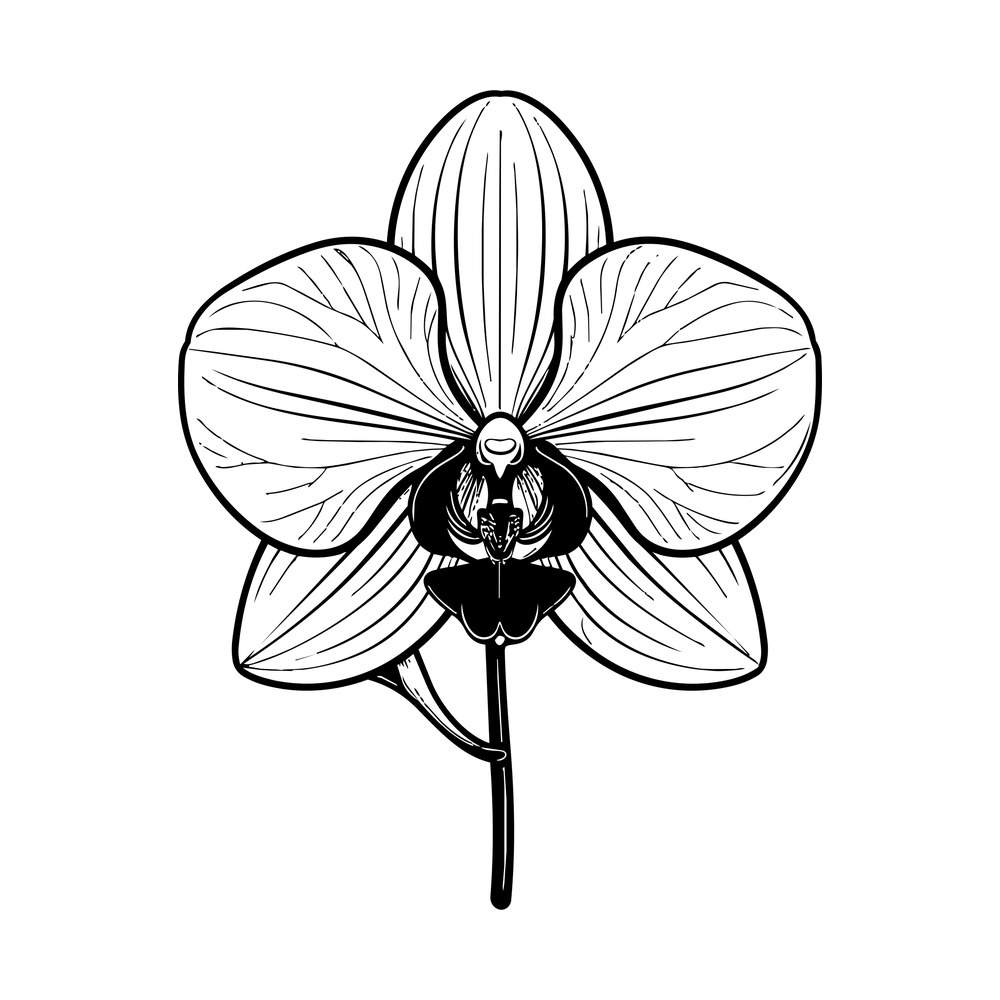 Orchid Line SVG cut file – SVG, PNG, DXF