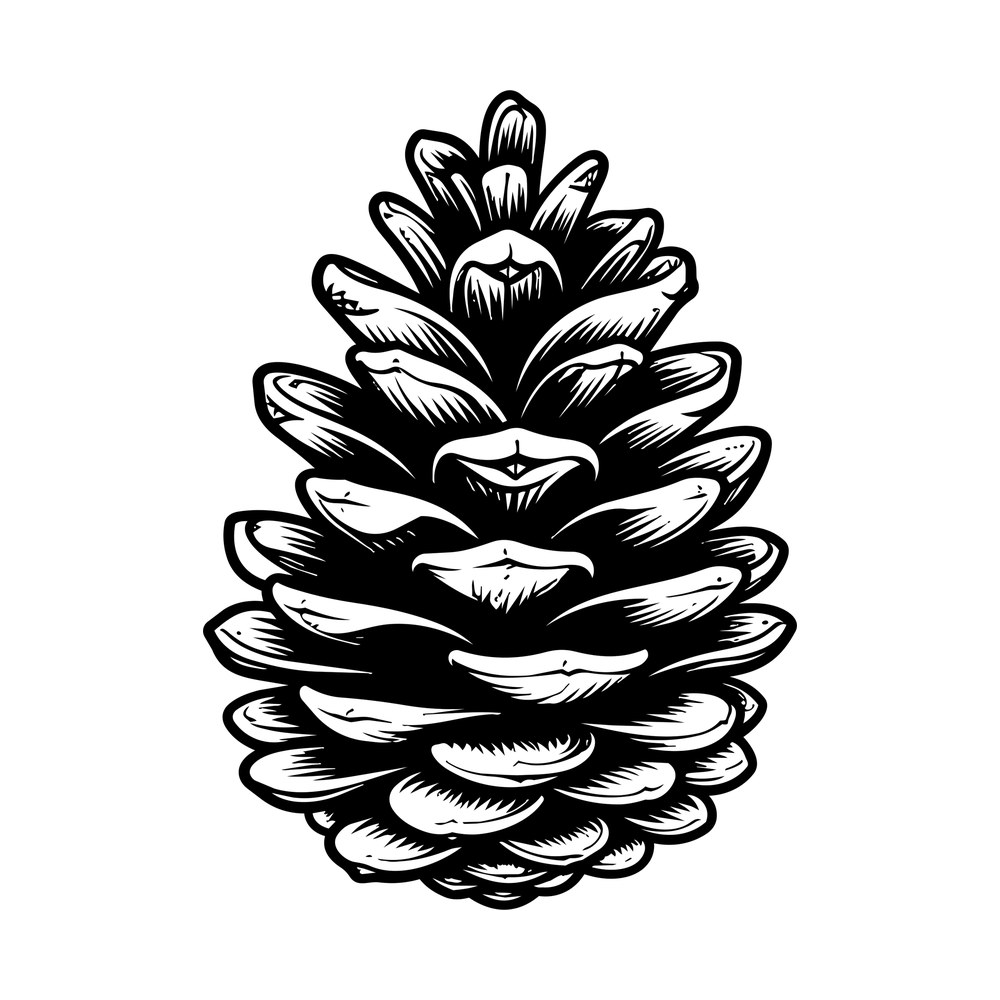 Detailed black pinecone illustration with layered scales and engraved shading lines