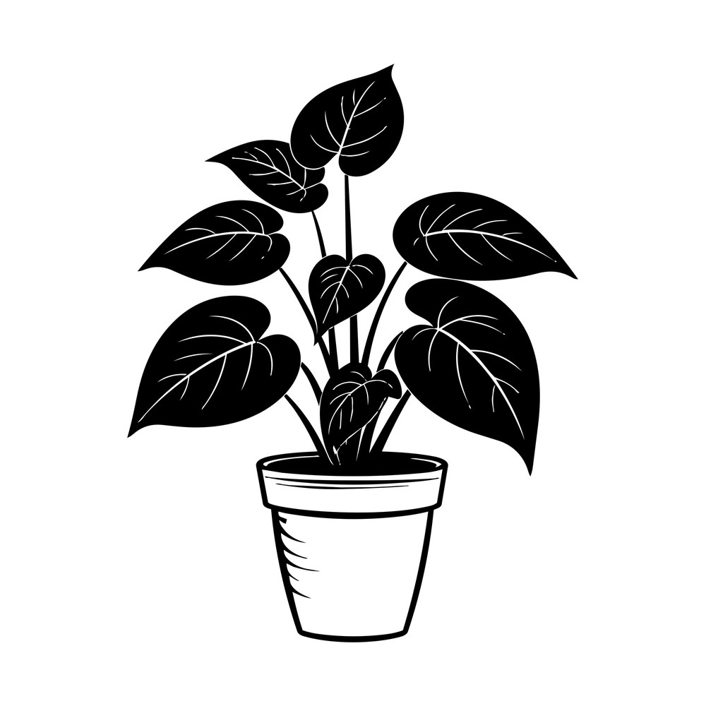 Black and white potted pothos plant with six heart-shaped veined leaves in a terracotta pot
