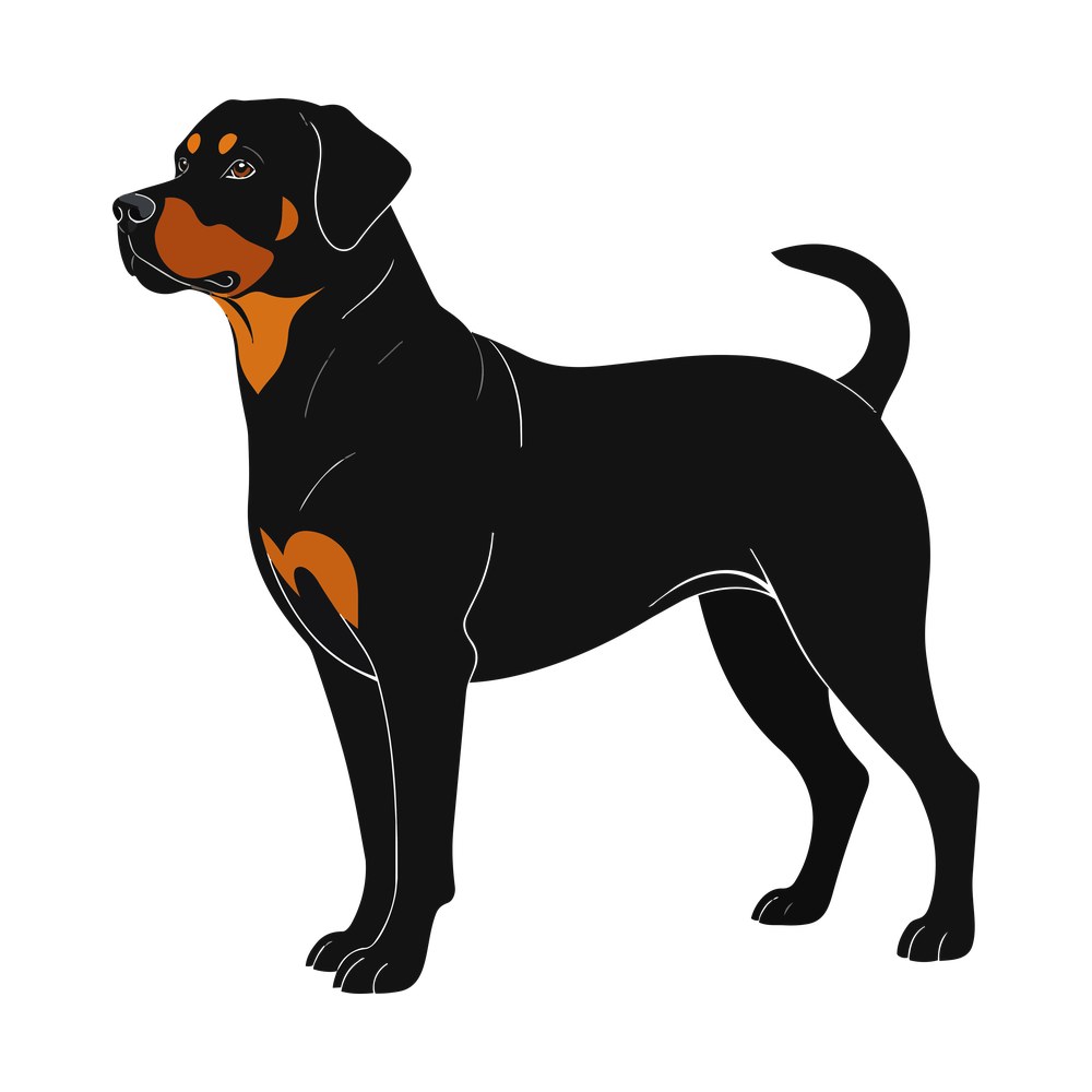 Illustrated black and tan rottweiler standing in profile with head turned forward