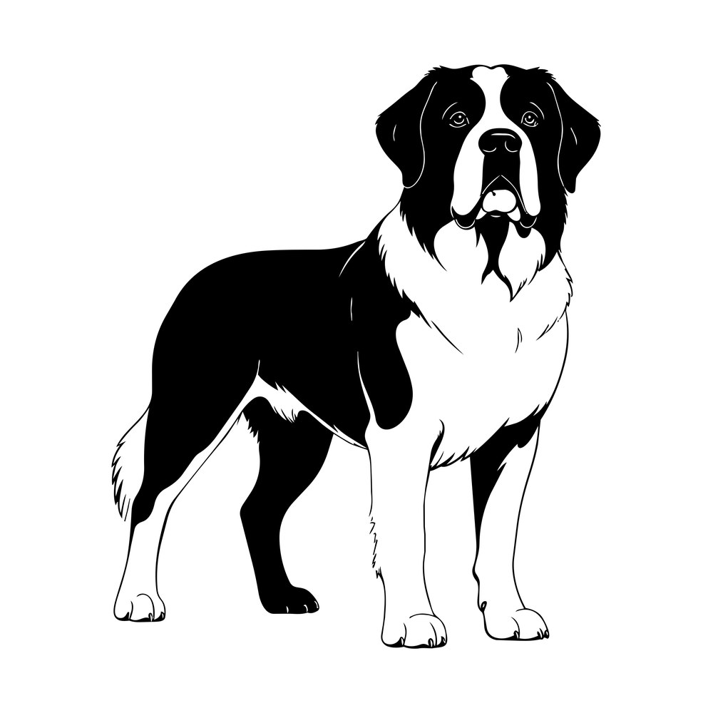 Saint Bernard dog standing front-on in black and white line art with dark mask and white blaze