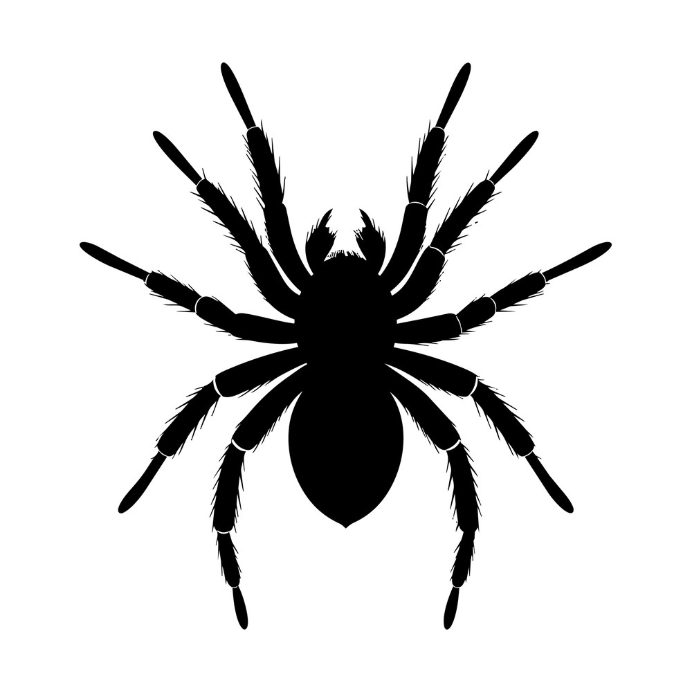 Top-down black tarantula silhouette with eight hairy jointed legs, rounded abdomen and fangs