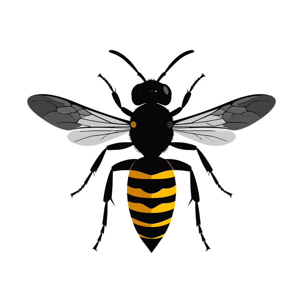Top view of a wasp with black head, yellow striped abdomen and spread gray veined wings